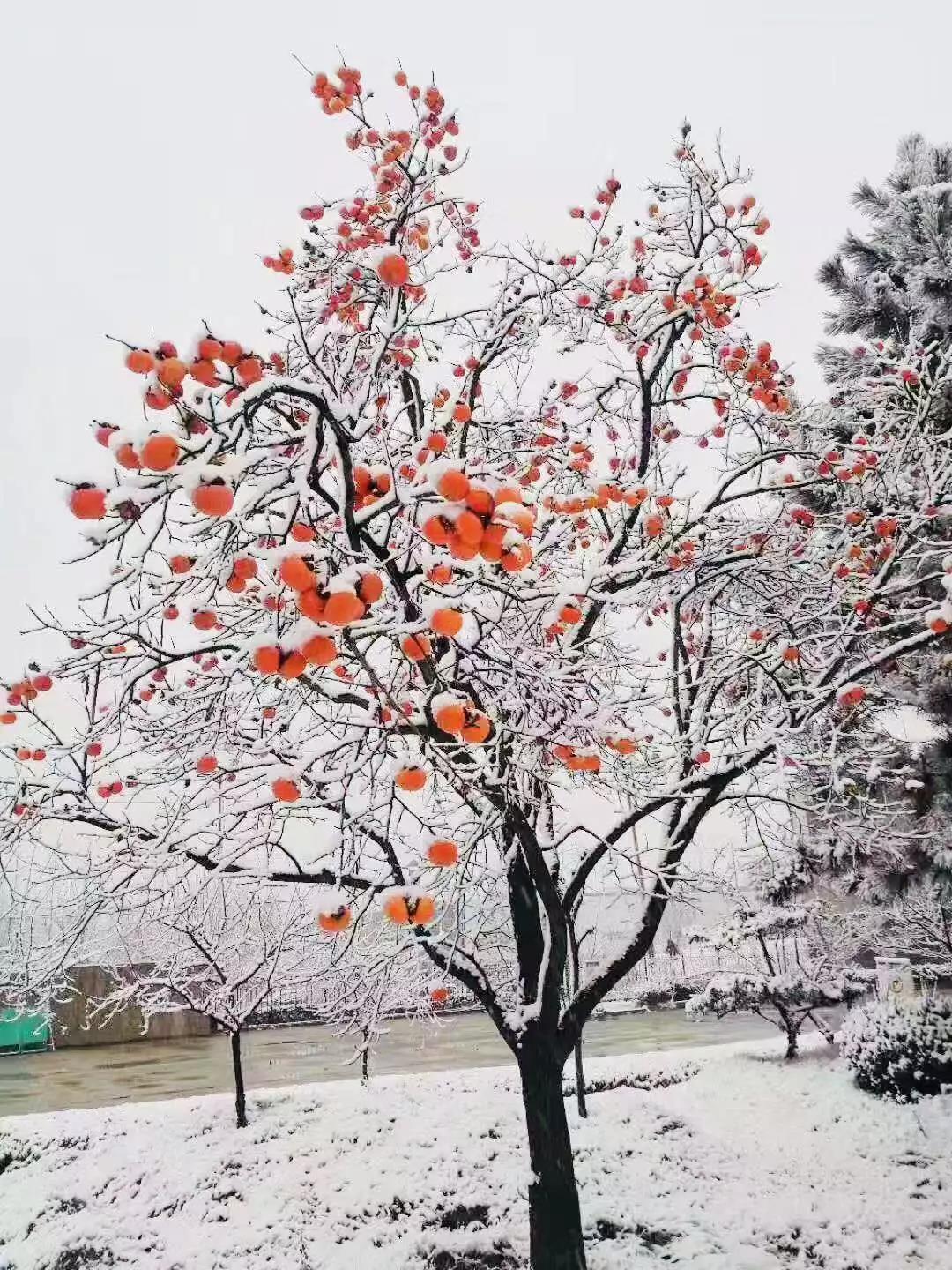 有一種堅守，叫風雪無阻